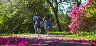 A family walking through the grounds of Westonbirt Arboretum near Bristol among spring blossom - credit Johnny Hathaway