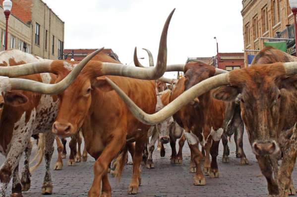 The Herd Bulls
